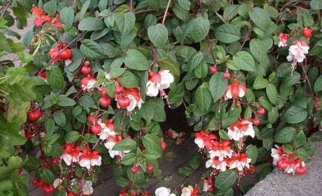 #漂亮#这4种花,一开花就停不下来,漂亮好养,是盆栽佳品!