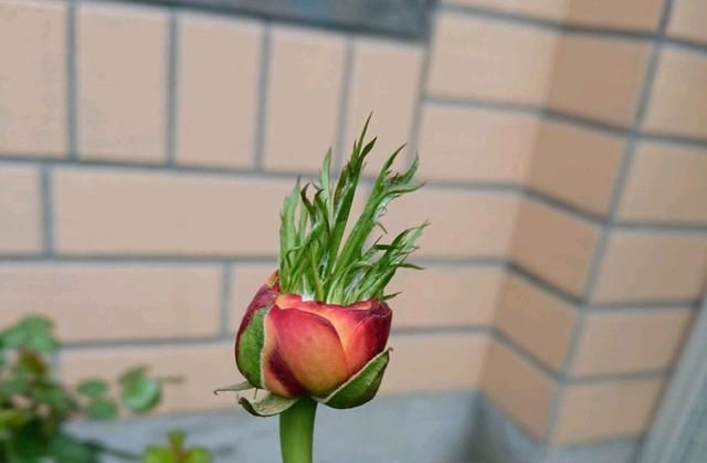  台阁现象：月季花的花朵中间长了“绿鼻毛”是什么回事?月季的返祖现象