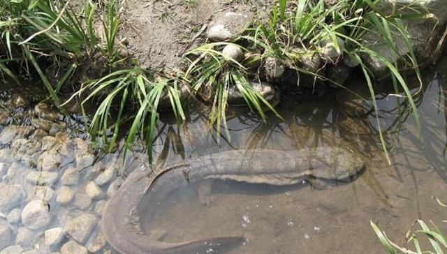  #食物#曾经餐桌上的食物每斤几千元，养殖户疯狂养殖后价格却不