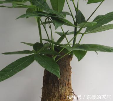 家里■这3种花最适合放在客厅,好看又好养,懂花人都喜欢