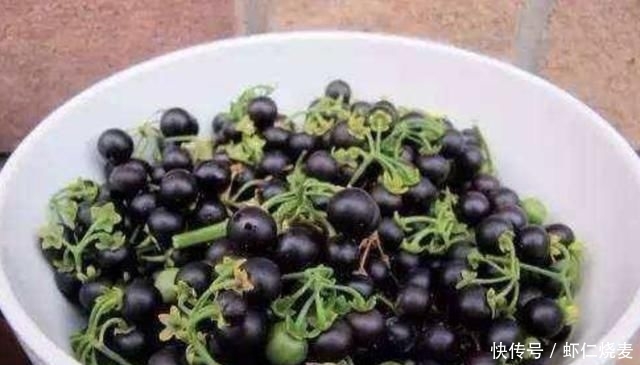 「值钱」在农田、山沟下,有1种奇特的“小根蒜”,碰见请珍惜,根茎值钱
