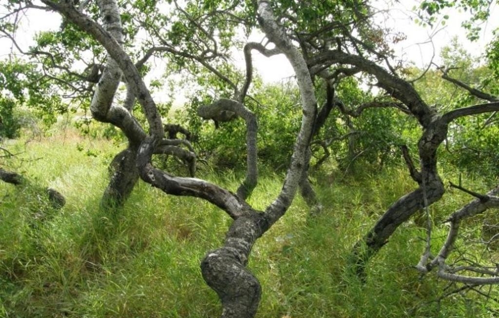 加拿大森林神秘扭曲的杨树，那里的白杨树是无缘无故地变得弯曲！