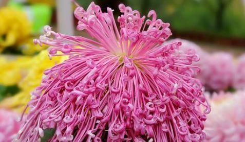  #长春花#此款花卉，花期长花量大，丢到阳台轻松爆满盆，花型独特又美观