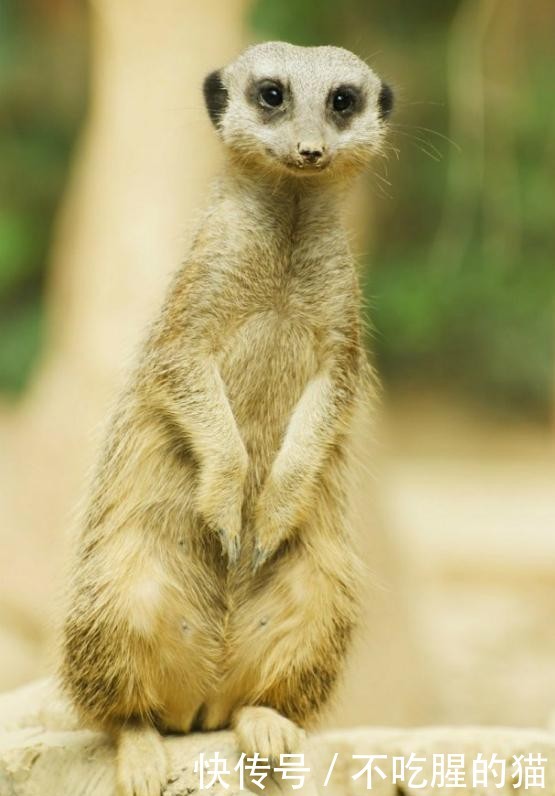 沙漠旅行-非洲的三大沙漠