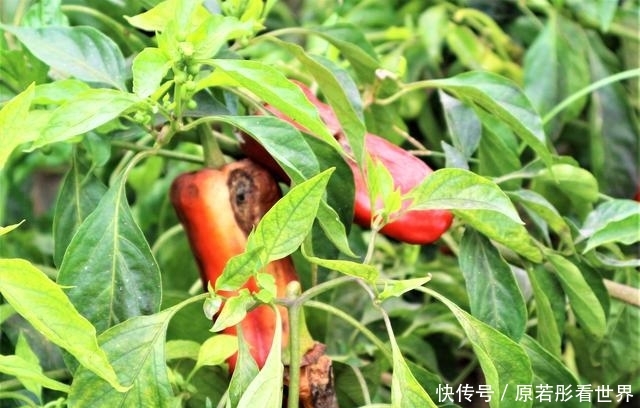  [辣椒]农民种植3亩辣椒，每斤0.2元，错过采摘时机，是赔本还是