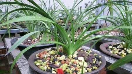  【春天】春天养花的“3忌”，避开了枝繁叶茂，花爆盆，否则花去盆空