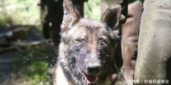  「士兵」中国最危险边防线，已有7条军犬被咬死，士兵睡觉也拿刀