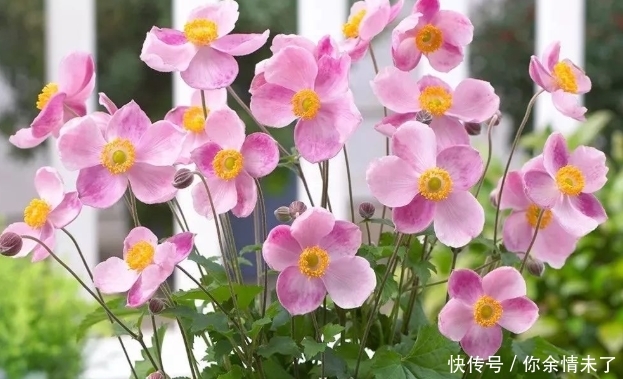 特别好看的秋牡丹，赶紧养殖一盆，开花美丽十分别致，花色超粉嫩