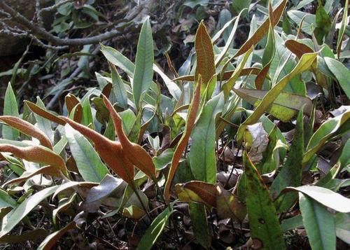  「湿润」在湿润的岩石上，看到1种“石苇”，请珍惜，并不是野草，珍贵！