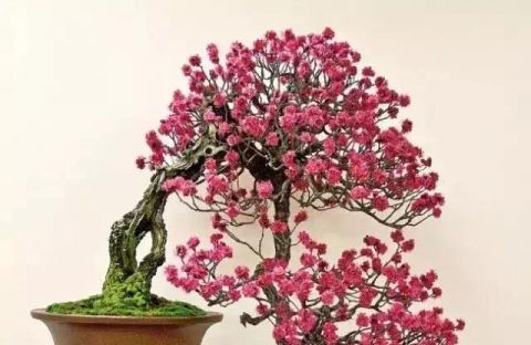 一组悬崖盆景佳作欣赏 可上九天揽月 可下五洋捉鳖