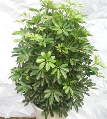  #充足#家养鸭掌木，植株松散瘦弱，换个“法子”养，枝繁叶茂，天天窜芽