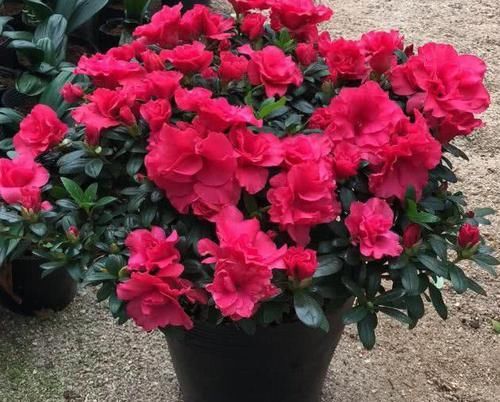 杜鹃花■杜鹃花开花量大，花朵艳丽，杜鹃花如何养护？