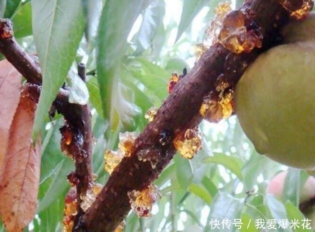 #食物#女人别傻傻买名贵化妆品了,多吃这6种碱性食物,皮肤水嫩有弹力