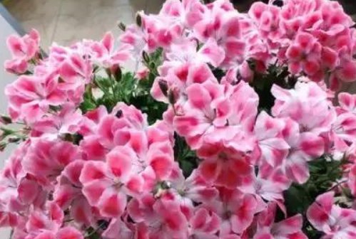 芳香:花期最长的盆栽花,全年都开花,漂亮又芳香,养护容易,值得栽培