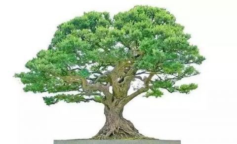  「真柏」已知最贵的10棵盆景，土豪的世界你不懂