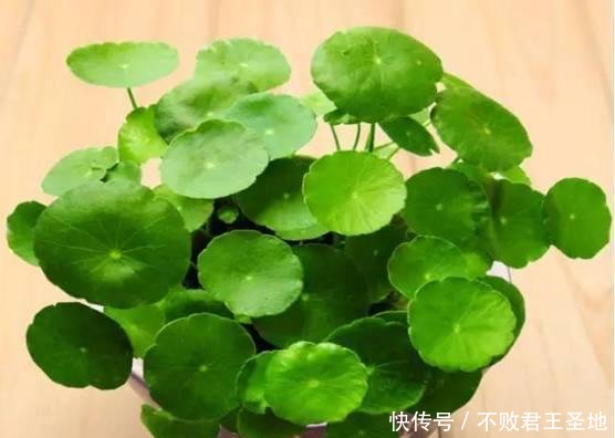  「耷拉」铜钱草到了冬天“耷拉”叶，水培出了问题，改善2点返青快！