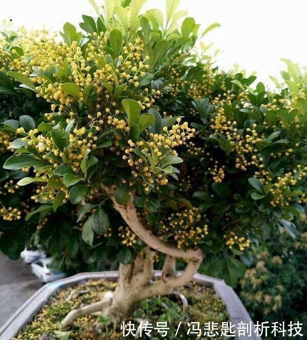  [浇水]养“米兰花”，要注意一点，花更多，叶子更油绿，四季都茂盛