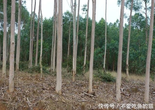 树叶含有黄金，曾被农民称作“摇钱树”，如今却遭人唾弃大量砍伐