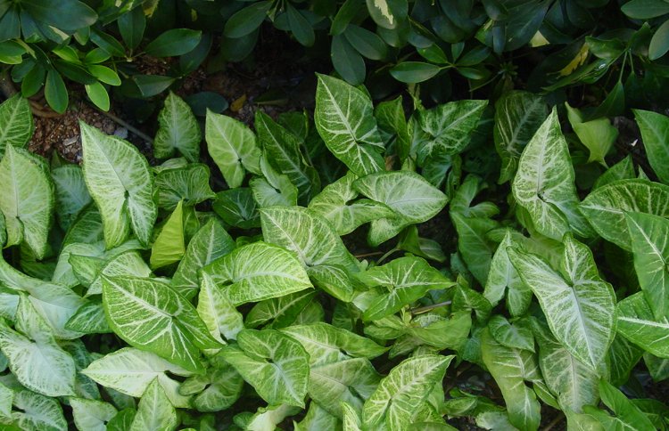  【守田】农村这种植物以前满山遍野无人问津，现在几百一斤！还