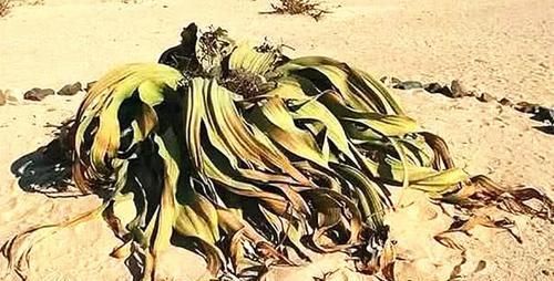  可活：沙漠中“最长寿”植物，最长可活2000年，植物仅拥有两片叶子
