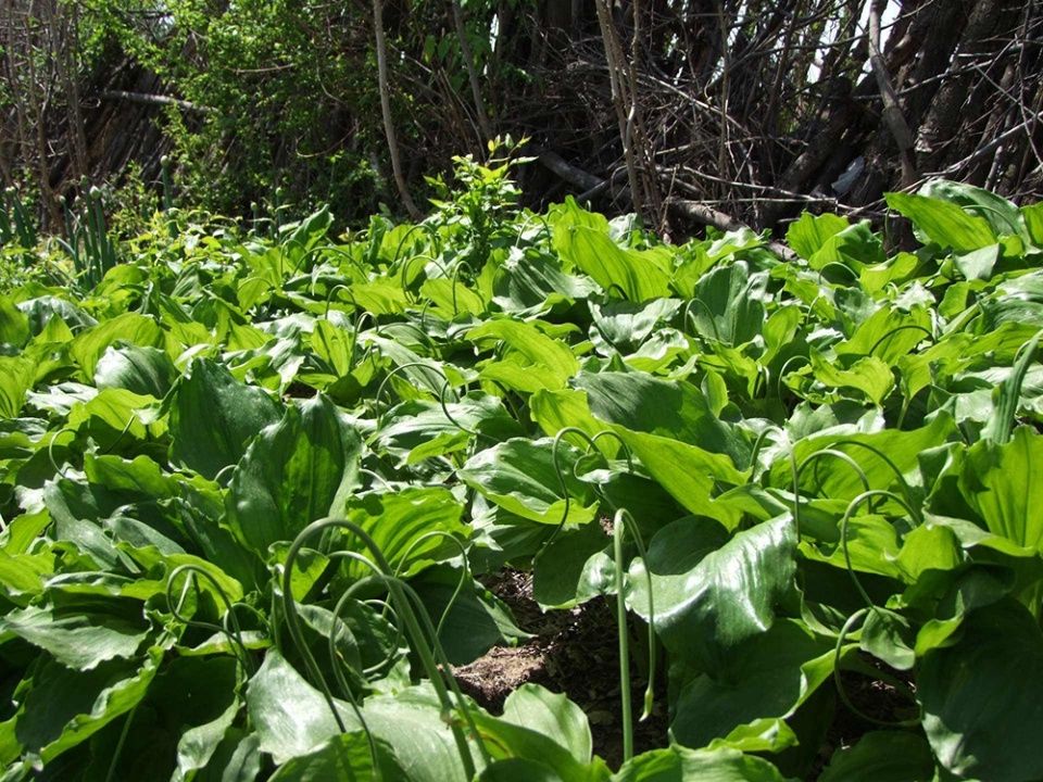  吃法■岩石缝中的野菜，叶子像小白菜，却比韭菜还香，春天错过太可惜