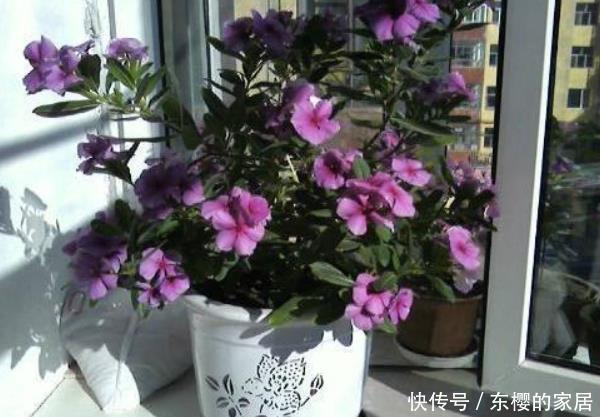  #养花#人养花，花养人！家中养这4种绿植，尤其第三种，净化空气特别棒
