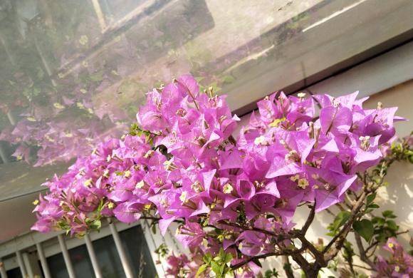 『三角梅』盆栽三角梅,喂点“催花肥”,红花开满枝,花期长达6个月