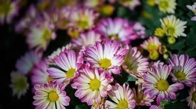 「鲜花」荷兰菊花很华丽学习繁殖的秘诀,尽情享受鲜花盛开的美丽
