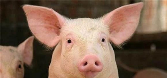  「谚语」说到心坎里的养猪谚语，莫要错过哟！