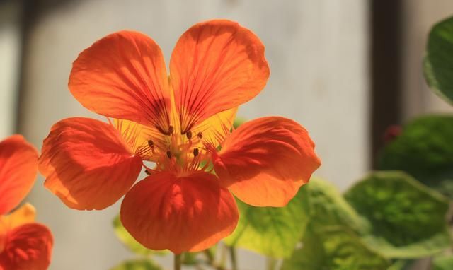  『家里』5种花别种，种完家里就变花海，美极了！