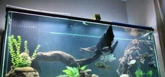  #水族市场上#美洲慈鲷之美，您细品
