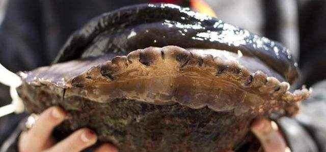 「堪称」堪称世界上“最大”鲍鱼,够8个硬汉吃,一个的价格就是一套房