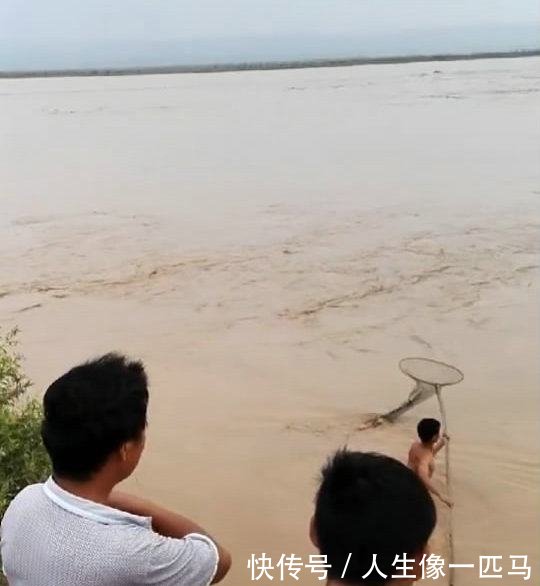 野生黄河大鲤鱼，被激流冲晕，村民冒险下水捕获