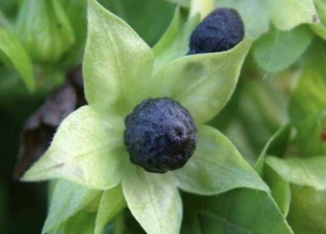 「值钱」1种“紫茉莉”珍贵,在小溪边有不少,碰到请别乱挖,值钱!