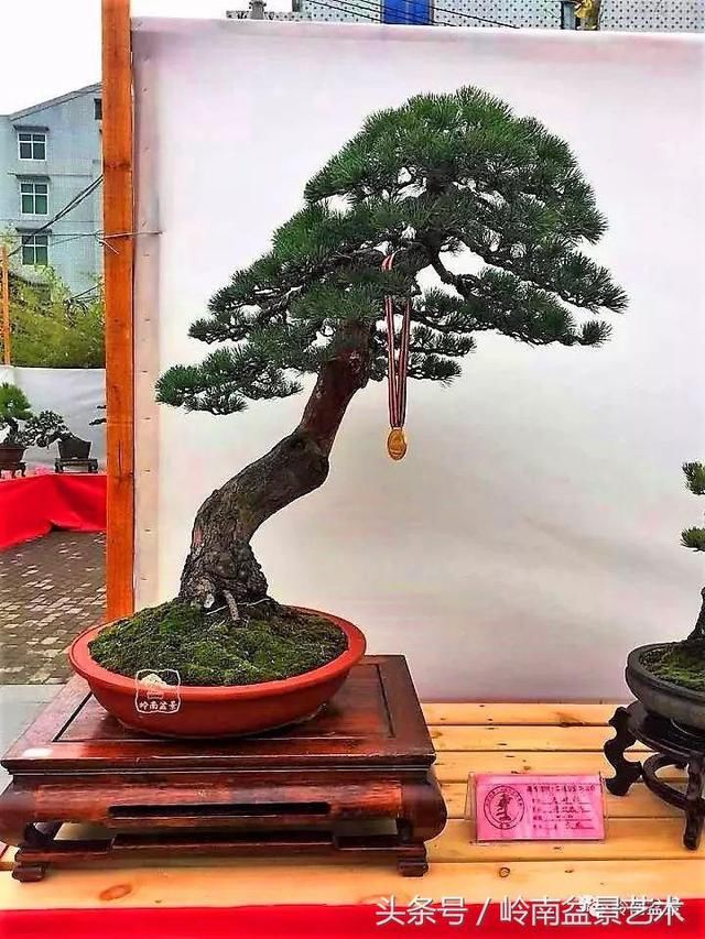 松树盆景，怎样才能算上品？