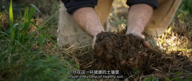  『世外桃源』豆瓣9.2，这「成人」的童话世界太疯狂