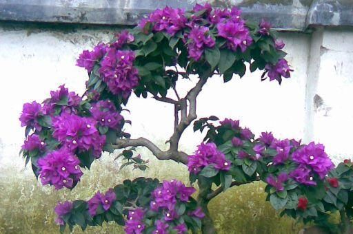  『蟹爪兰』这“3种”花，一旦开花“200天”，不需花钱就能养，插1根活1盆！