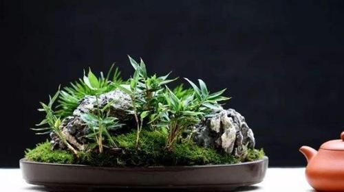  雅致@书房摆1盆“菖蒲草”，清隽雅致，还能有好运，比绿萝强多了！