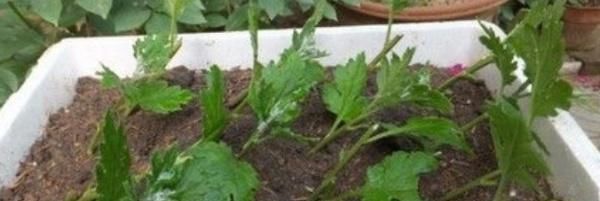  「扦插」菊花几月可以扦插