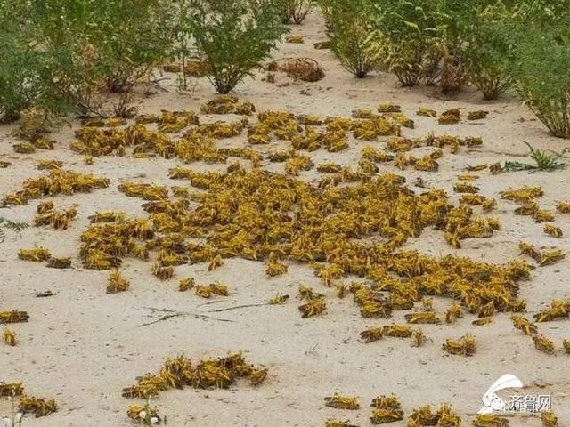  无人机■山东专家紧急赴“巴铁”灭蝗！曾开发蝗虫地图，用上飞机和无人机