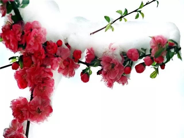 这几种植物很适合做盆景在家养护，依然充满花香观赏性高! 养花