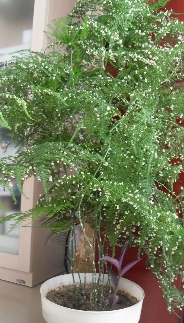  养护@文竹开花是大凶？完全是“扯蛋”，满足3个小要求，白花开满盆