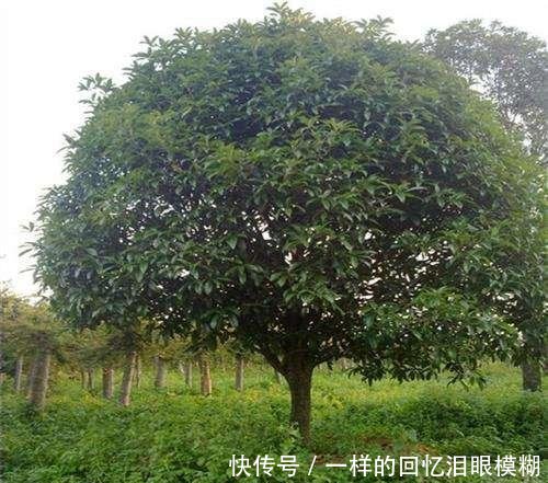 『寓意』路边4种树,掰个枝条就生根,做成盆栽寓意好,观叶赏花还好吃