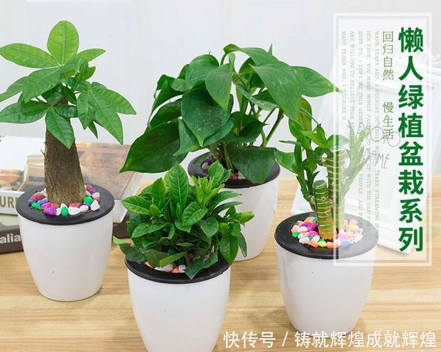 土里■这些根本不用打理的绿植,随意往土里一丢即可长出花园,你养过吗!