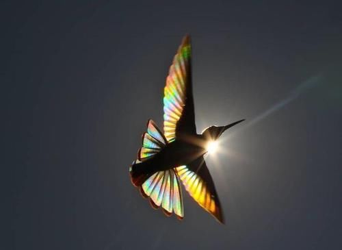 太美了！摄影师在阳光下拍摄蜂鸟，拍到“意想不到的一幕”