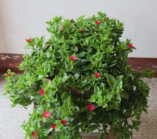  中花■最好养的室内植物，扦插就能活，花叶俱美的同时还能四季开花