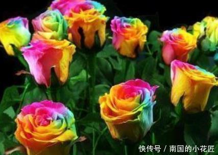  [养花]新手养花，不如养盆花中精品“彩虹玫瑰”，娇艳如彩虹，难得一见