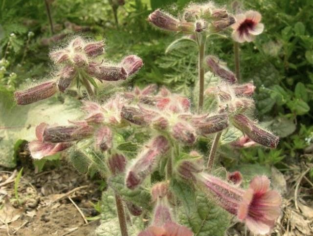  『花朵』很难被忽视的毛地黄花,花朵庄严而美丽,种院子里不惹人注意都难