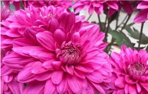  #美爆#百菊争艳，就养珍稀名菊七彩莲花，宛如莲中仙子粉嫩妖娆，美爆盆