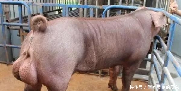  养猪|保健养猪母子一体化方案的挑战指标，等你来战！